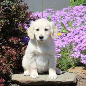 Rascal, Goldendoodle Puppy